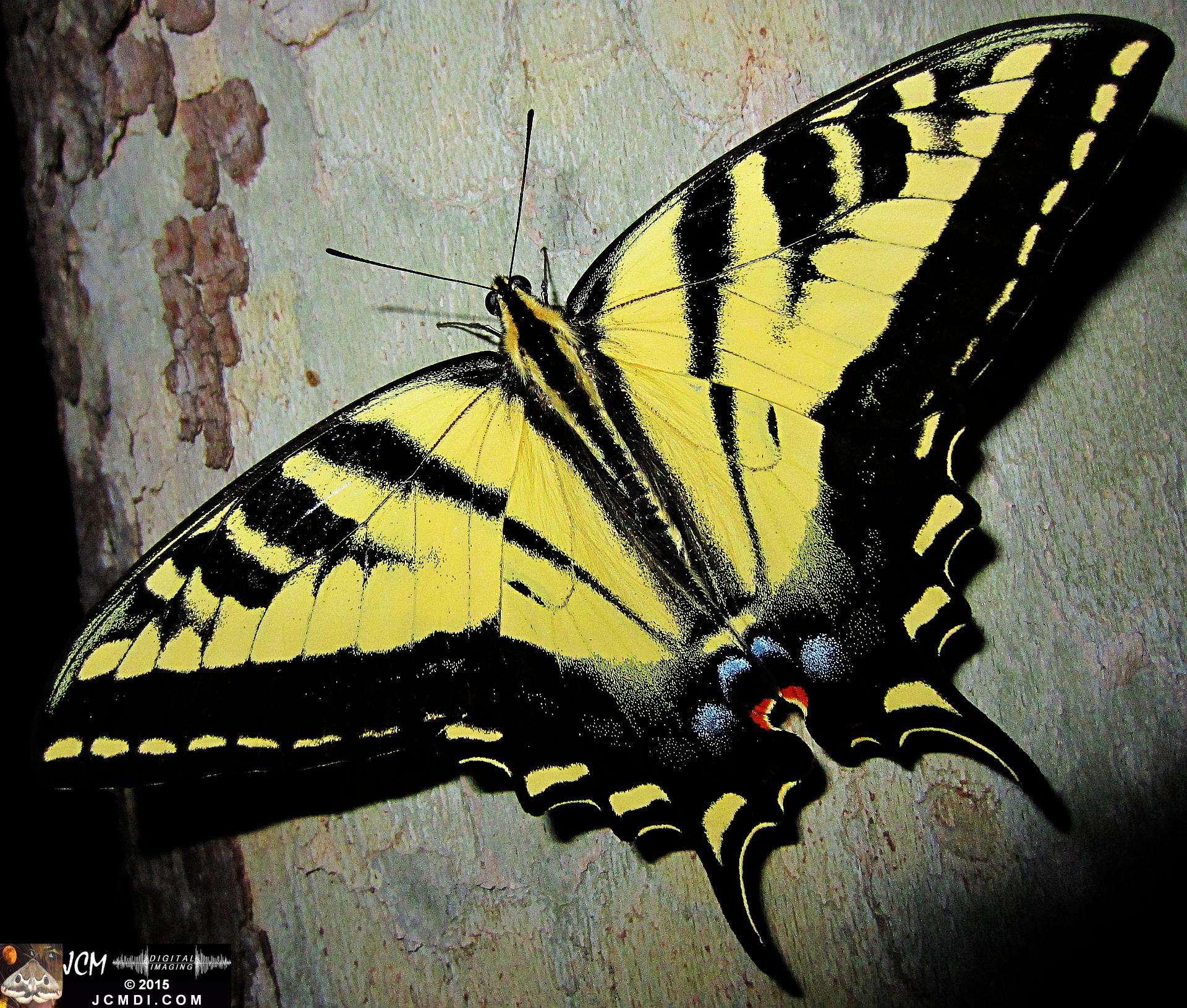 Western Tiger Swallowtail butterfly male on Sycamore Trunk jcmdi.com